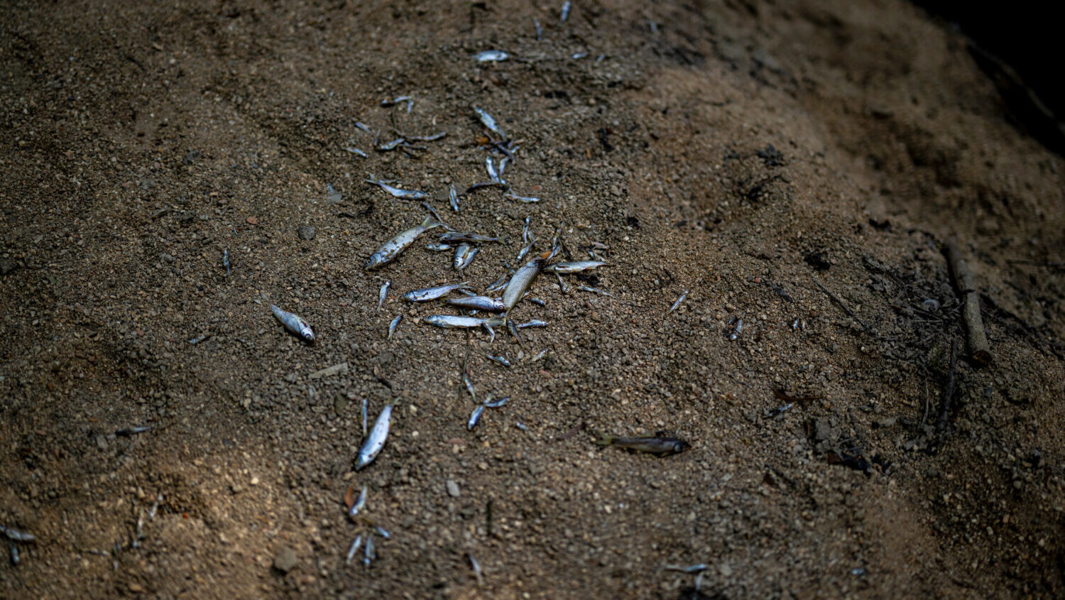 Dead fish are lying in the dried-out riverbed of the Gusen river, which is a tributary to the Danube, lies exposed during ongoing drought and hot weather on August 02, 2026 near Gusen, Austria. The heat waves of this summer combined with a lack of rain have led to such low water levels along the Danube that commercial shipping is being impacted and hydroelectric plants are reducing or even stopping electricity production. (Christian Bruna, Getty Images)