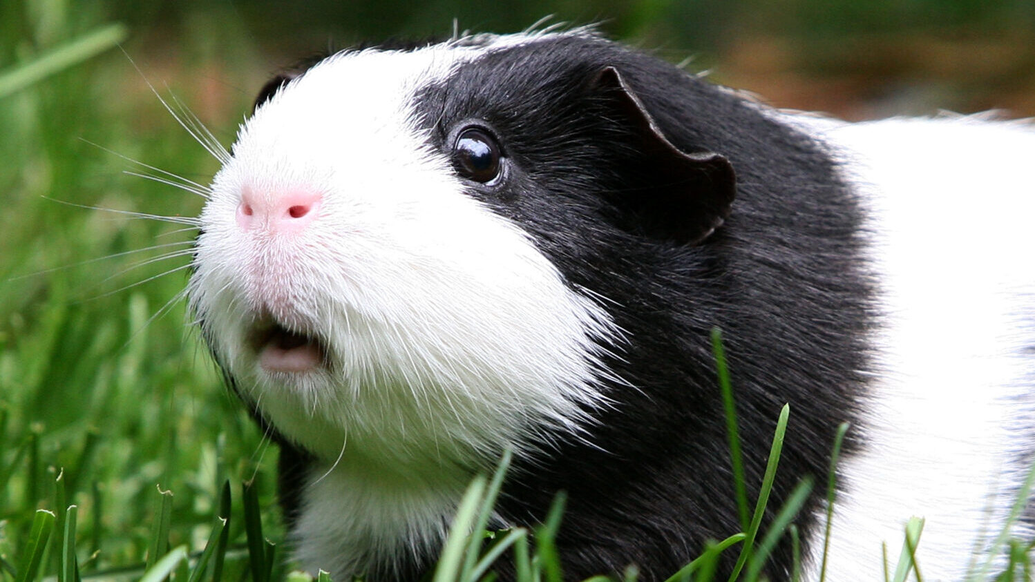 A Guinea Pig named Oreo sits in the grass at the San Francisco Zoo July 27, 2009 in San Francisco, California. (Justin Sullivan, Getty Images)