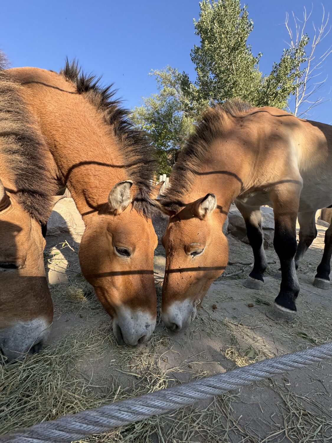 One of the Przewalski's horses in residence at Utah's Hogle Zoo. (Hogle Zoo)