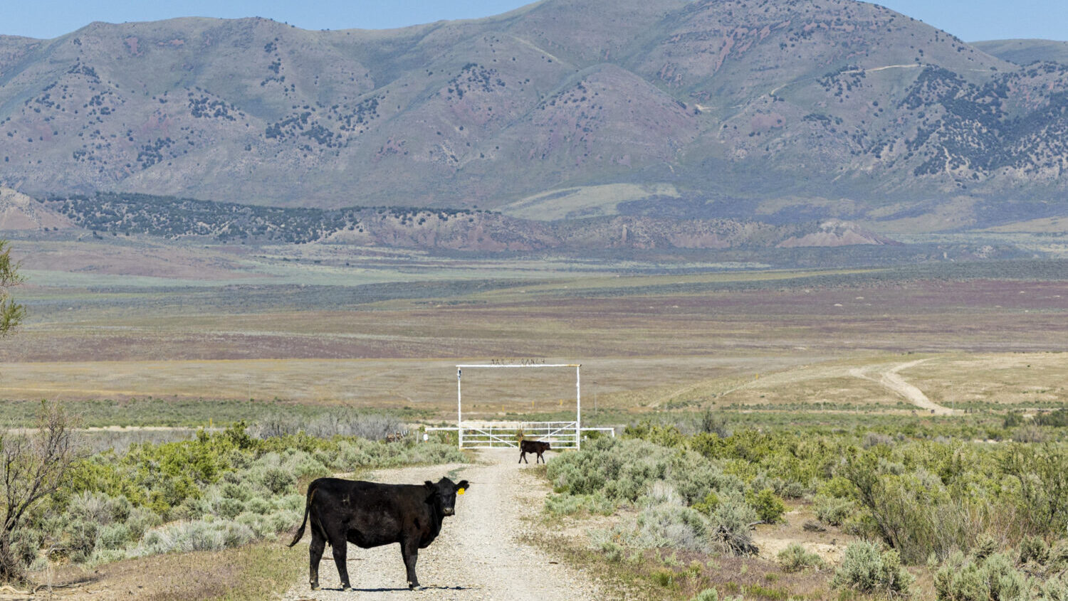 Cattle graze on land proposed to be used for the Stratos Project data center in the Hansel Valley area of Box Elder County on Tuesday, May 12, 2026. This swath of land is the more eastern of the two largest sections of land proposed to be used for the data center. (Isaac Hale, Deseret News)