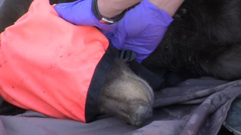 A black bear was tranquilized after being spotted in Logan on Saturday. (Brian Champagne)...